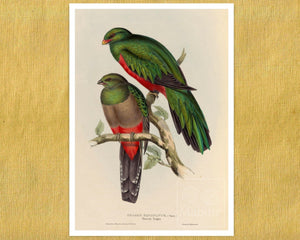 John Gould "Trogon Pavoninus (Peacock Trogon)" (c.1858) - Mabon Gallery