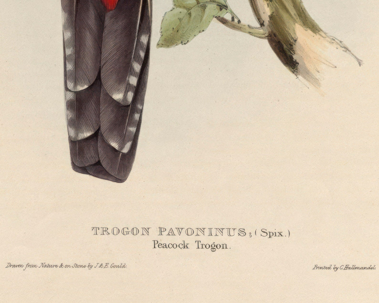 John Gould "Trogon Pavoninus (Peacock Trogon)" (c.1858) - Mabon Gallery