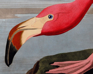 John James Audubon "American Flamingo" (c.1827 - 1828) Birds of America - Mabon Gallery