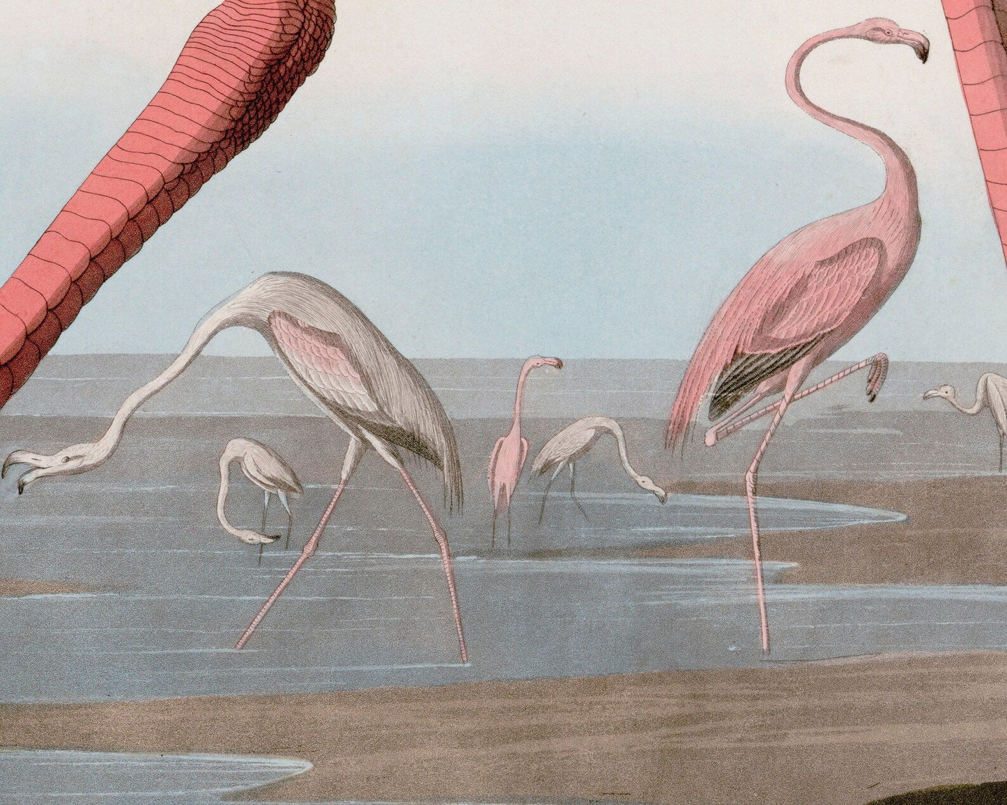 John James Audubon "American Flamingo" (c.1827 - 1828) Birds of America - Mabon Gallery