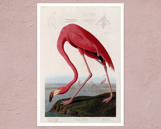 John James Audubon "American Flamingo" (c.1827 - 1828) Birds of America - Mabon Gallery
