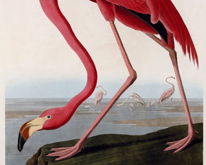 John James Audubon "American Flamingo" (c.1827 - 1828) Birds of America - Mabon Gallery
