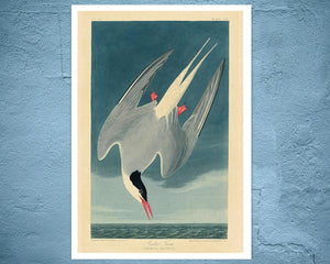 John James Audubon "Arctic Tern" (c.1827 - 1828) Birds of America - Mabon Gallery
