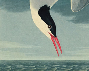 John James Audubon "Arctic Tern" (c.1827 - 1828) Birds of America - Mabon Gallery