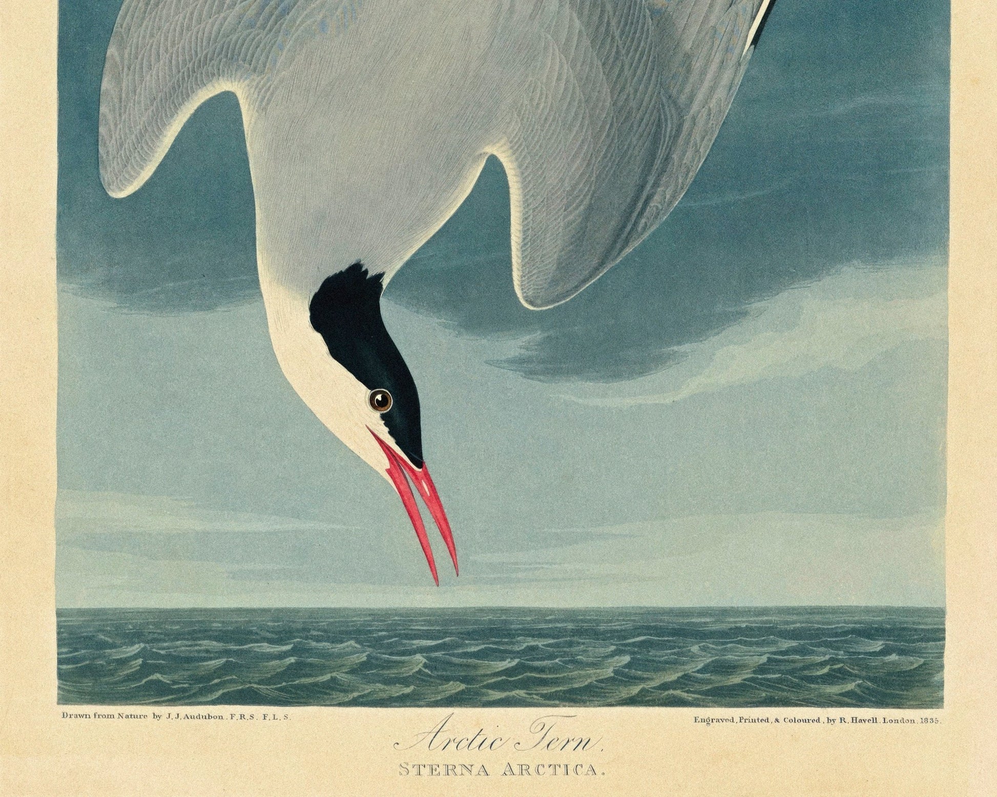 John James Audubon "Arctic Tern" (c.1827 - 1828) Birds of America - Mabon Gallery