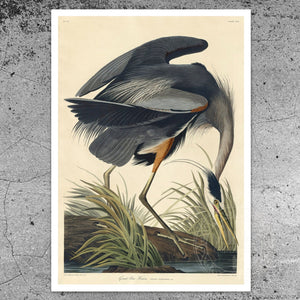 John James Audubon "Great Blue Heron" (c.1827 - 1828) Birds of America - Mabon Gallery
