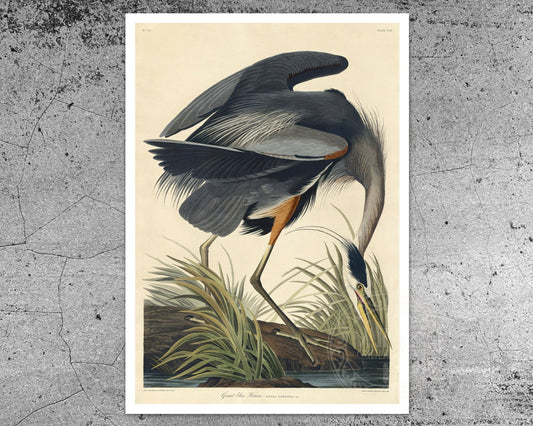John James Audubon "Great Blue Heron" (c.1827 - 1828) Birds of America - Mabon Gallery