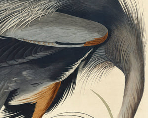 John James Audubon "Great Blue Heron" (c.1827 - 1828) Birds of America - Mabon Gallery