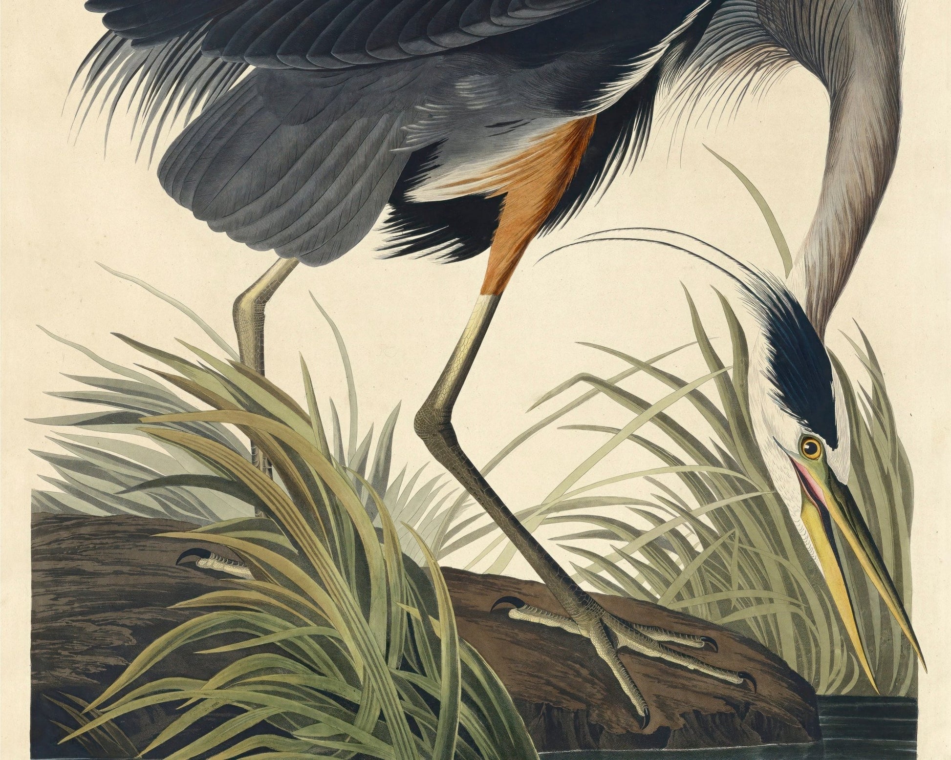 John James Audubon "Great Blue Heron" (c.1827 - 1828) Birds of America - Mabon Gallery