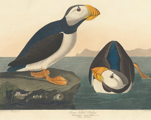 John James Audubon "Large Billed Puffin" (c.1827-1828) Birds of America - Mabon Gallery