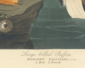 John James Audubon "Large Billed Puffin" (c.1827-1828) Birds of America - Mabon Gallery