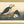 John James Audubon 
