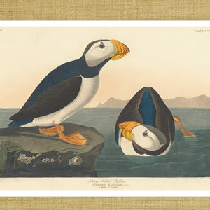 John James Audubon "Large Billed Puffin" (c.1827-1828) Birds of America - Mabon Gallery