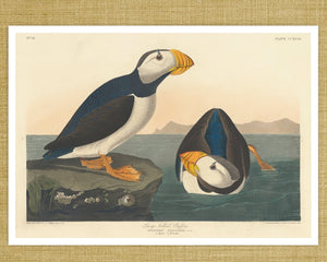 John James Audubon "Large Billed Puffin" (c.1827-1828) Birds of America - Mabon Gallery
