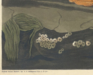 John James Audubon "Large Billed Puffin" (c.1827-1828) Birds of America - Mabon Gallery