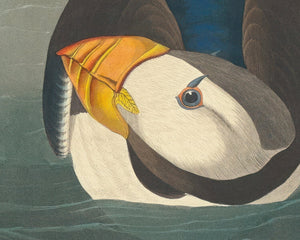 John James Audubon "Large Billed Puffin" (c.1827-1828) Birds of America - Mabon Gallery