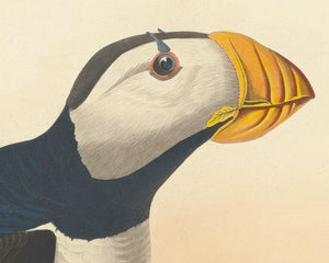 John James Audubon "Large Billed Puffin" (c.1827-1828) Birds of America - Mabon Gallery
