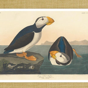 John James Audubon "Large Billed Puffin" (c.1827-1828) Birds of America - Mabon Gallery