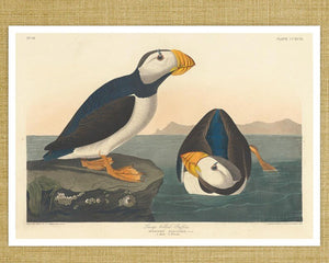 John James Audubon "Large Billed Puffin" (c.1827-1828) Birds of America - Mabon Gallery