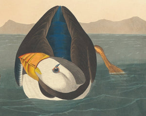 John James Audubon "Large Billed Puffin" (c.1827-1828) Birds of America - Mabon Gallery