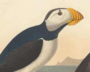John James Audubon "Large Billed Puffin" (c.1827-1828) Birds of America - Mabon Gallery