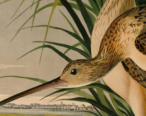 John James Audubon "Long Billed Curlew" (c.1827 - 1828) Birds of America - Mabon Gallery
