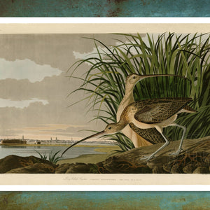 John James Audubon "Long Billed Curlew" (c.1827 - 1828) Birds of America - Mabon Gallery