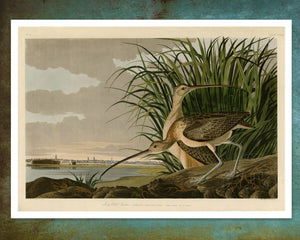John James Audubon "Long Billed Curlew" (c.1827 - 1828) Birds of America - Mabon Gallery