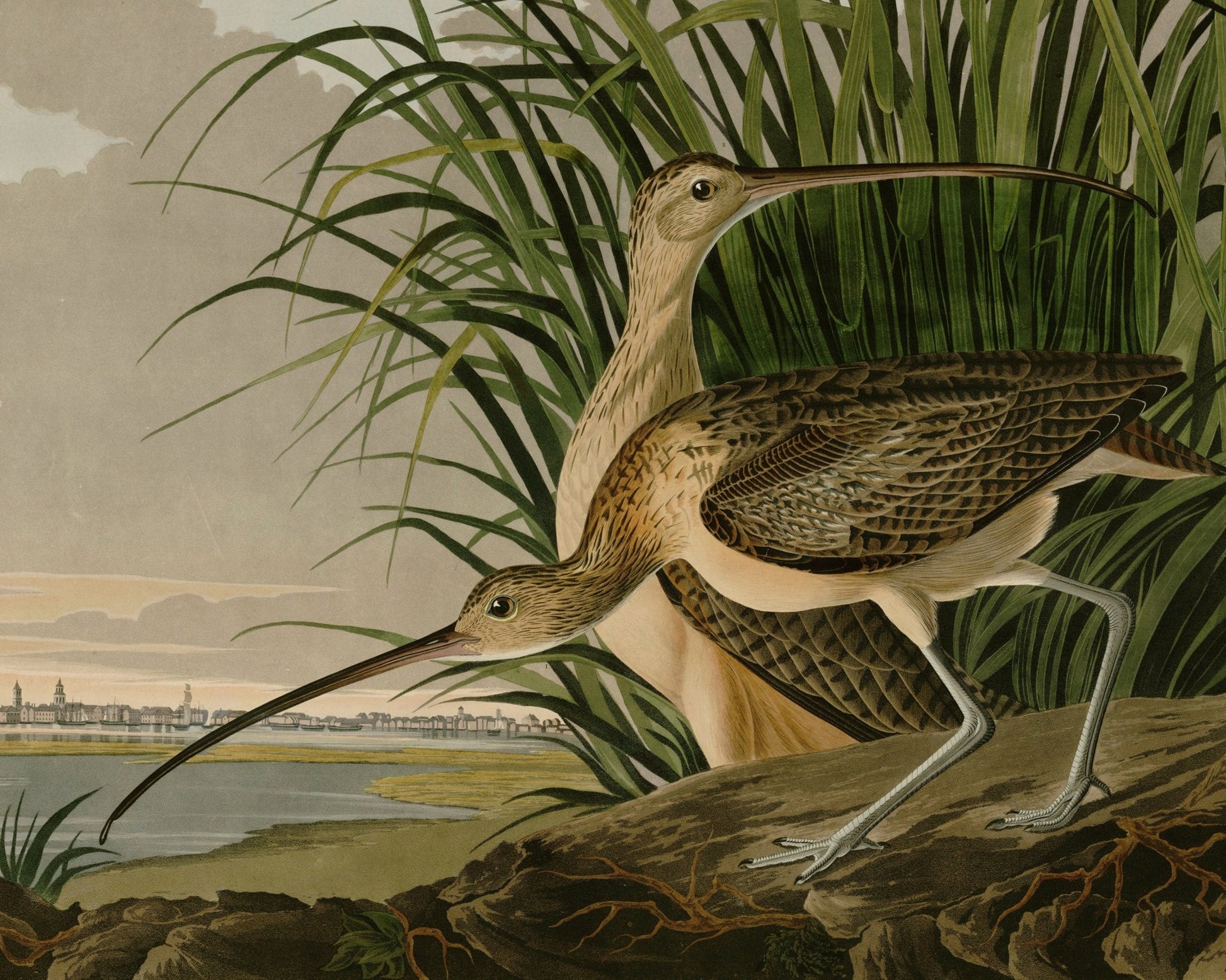 John James Audubon "Long Billed Curlew" (c.1827 - 1828) Birds of America - Mabon Gallery