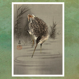 Ohara Koson "Snipe in Water" (c.1910) - Mabon Gallery