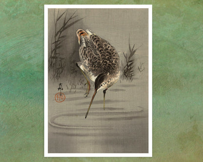 Ohara Koson "Snipe in Water" (c.1910) - Mabon Gallery