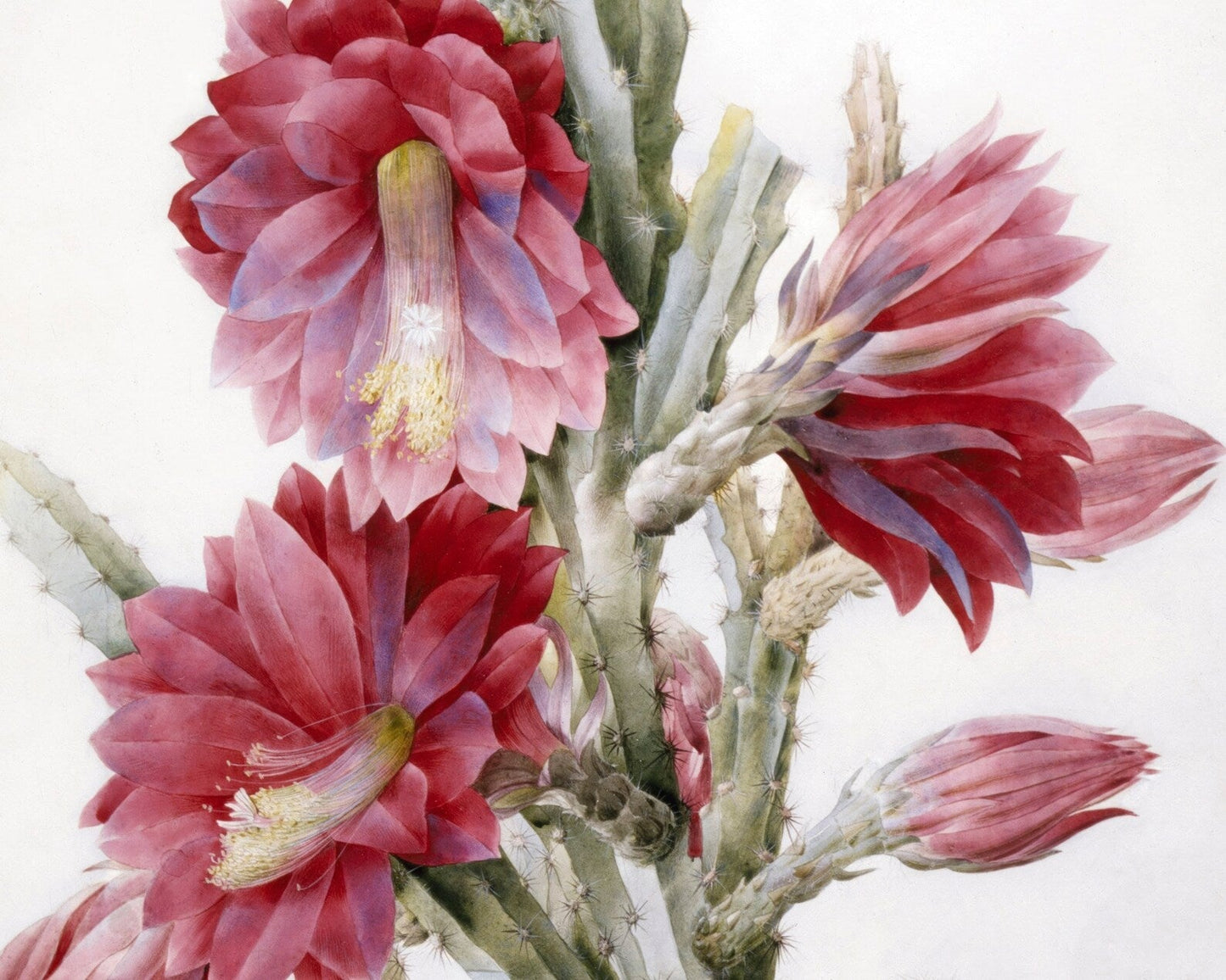 Pierre - Joseph Redouté "A Flowering Cactus: Heliocereus Speciosus" (c.1831) Vintage Botanical - Mabon Gallery