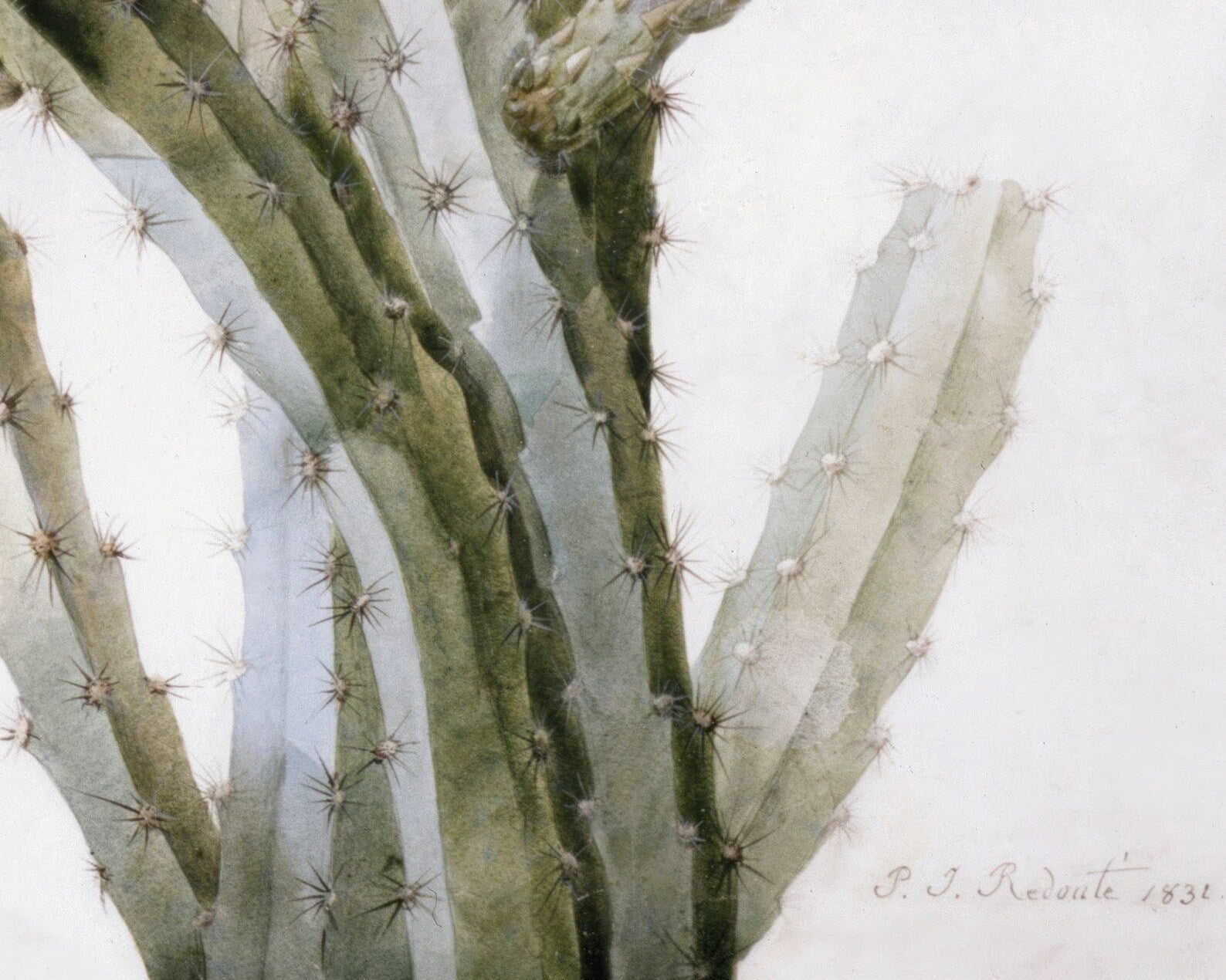 Pierre - Joseph Redouté "A Flowering Cactus: Heliocereus Speciosus" (c.1831) Vintage Botanical - Mabon Gallery