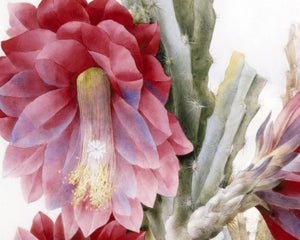 Pierre - Joseph Redouté "A Flowering Cactus: Heliocereus Speciosus" (c.1831) Vintage Botanical - Mabon Gallery
