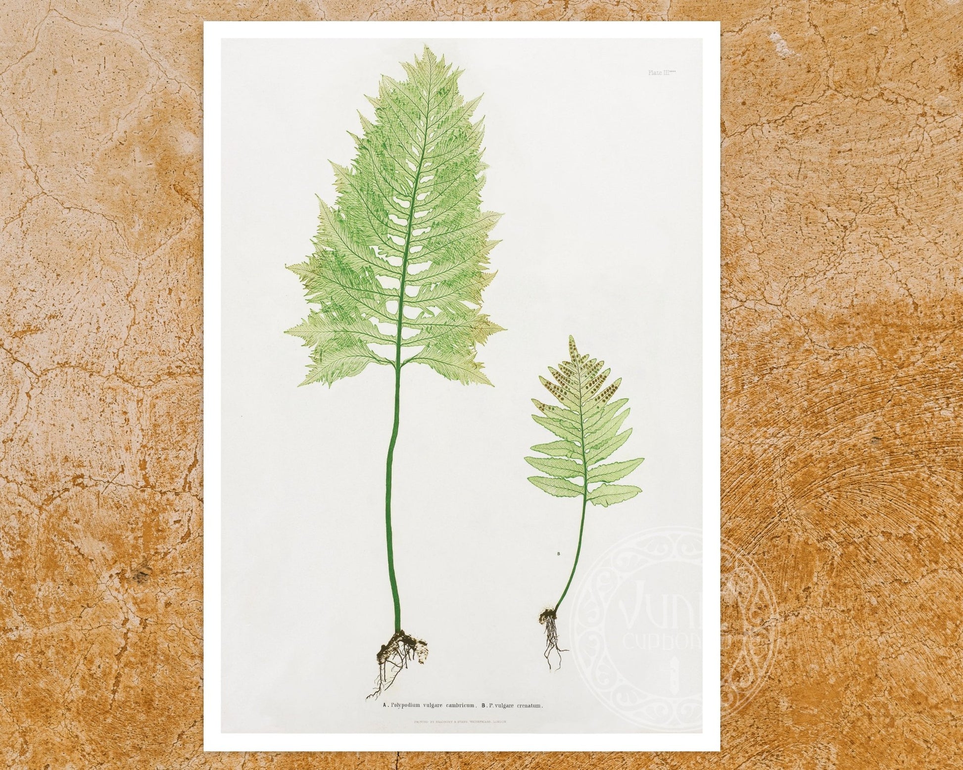 Set of 3 Vintage Botanical Illustrations "Ferns" Gallery Wall Collection - Mabon Gallery