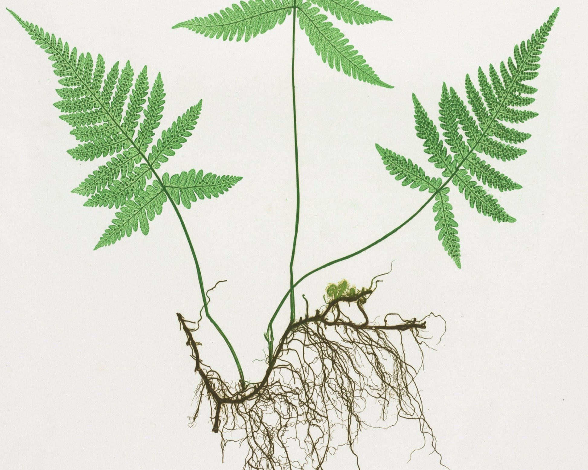 Set of 3 Vintage Botanical Illustrations "Ferns" Gallery Wall Collection - Mabon Gallery