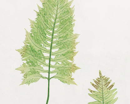 Set of 3 Vintage Botanical Illustrations "Ferns" Gallery Wall Collection - Mabon Gallery