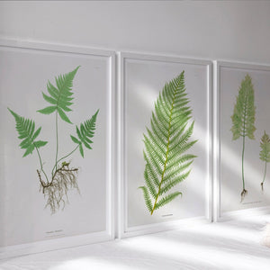 Set of 3 Vintage Botanical Illustrations "Ferns" Gallery Wall Collection - Mabon Gallery