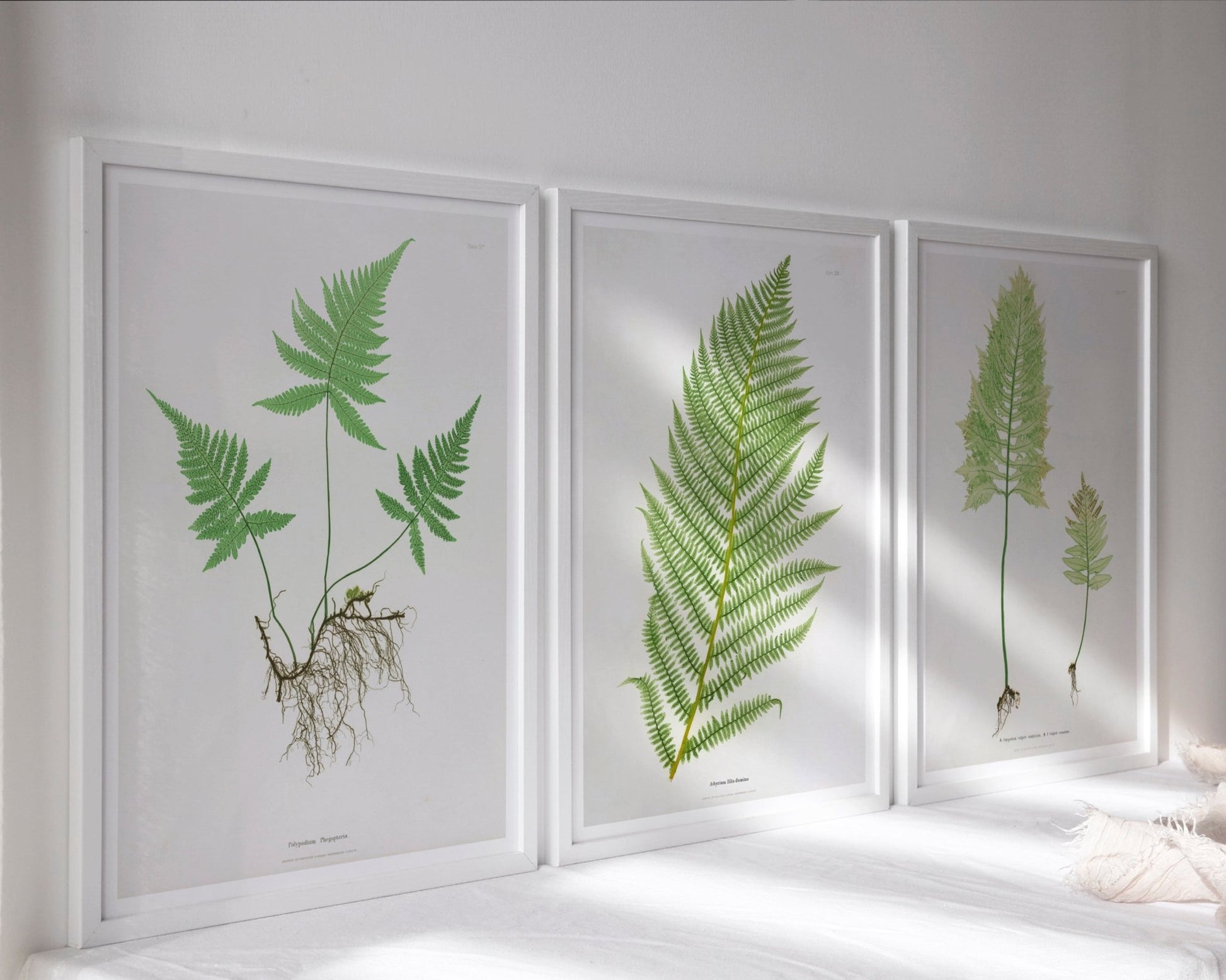 Set of 3 Vintage Botanical Illustrations "Ferns" Gallery Wall Collection - Mabon Gallery