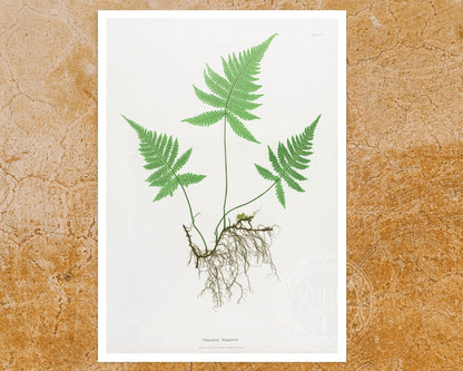 Set of 3 Vintage Botanical Illustrations "Ferns" Gallery Wall Collection - Mabon Gallery