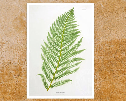 Set of 3 Vintage Botanical Illustrations "Ferns" Gallery Wall Collection - Mabon Gallery