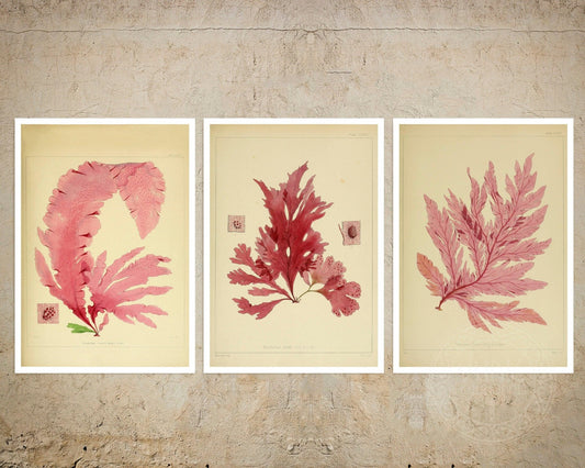 Set of 3 Vintage Botanical Illustrations "Seaweed" - Mabon Gallery
