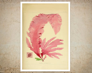 Set of 3 Vintage Botanical Illustrations "Seaweed" - Mabon Gallery