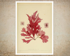 Set of 3 Vintage Botanical Illustrations "Seaweed" - Mabon Gallery