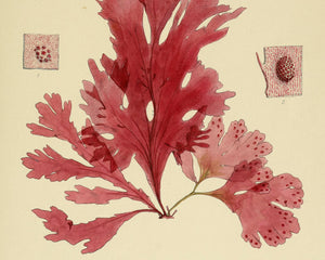 Set of 3 Vintage Botanical Illustrations "Seaweed" - Mabon Gallery
