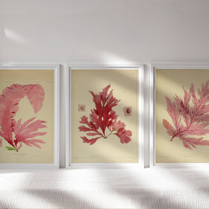 Set of 3 Vintage Botanical Illustrations "Seaweed" - Mabon Gallery