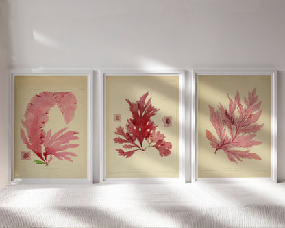 Set of 3 Vintage Botanical Illustrations "Seaweed" - Mabon Gallery