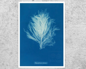 Set of 3 Vintage Cyanotype Photographs "Seaweeds" Anna Atkins (c.1853) - Mabon Gallery