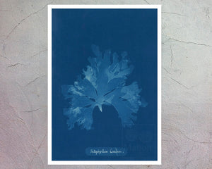 Set of 3 Vintage Cyanotype Photographs "Seaweeds" Anna Atkins (c.1853) - Mabon Gallery