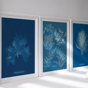 Set of 3 Vintage Cyanotype Photographs "Seaweeds" Anna Atkins (c.1853) - Mabon Gallery